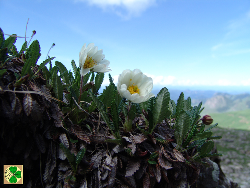 Изображение особи Dryas caucasica.