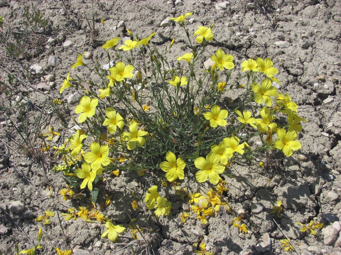 Image of Linum pallasianum specimen.