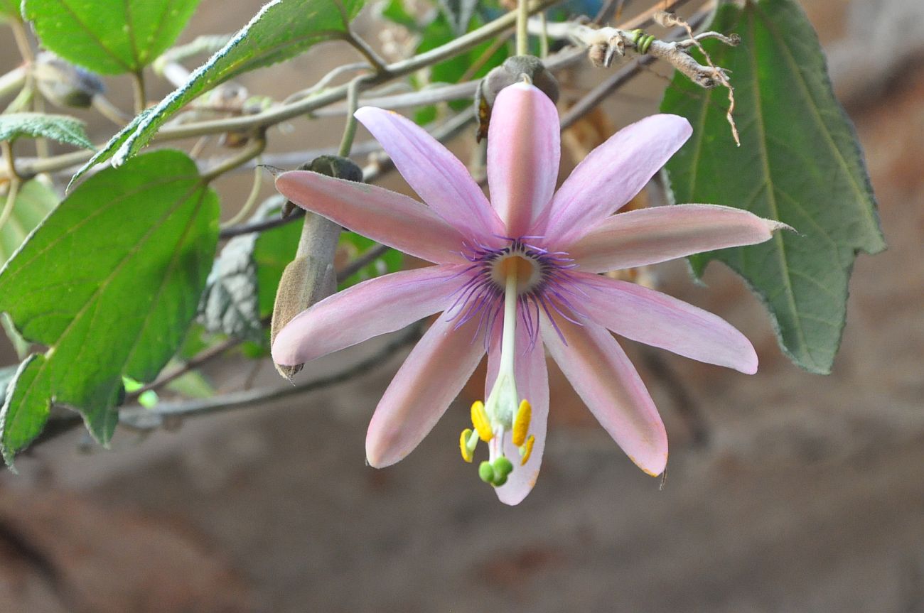 Изображение особи род Passiflora.