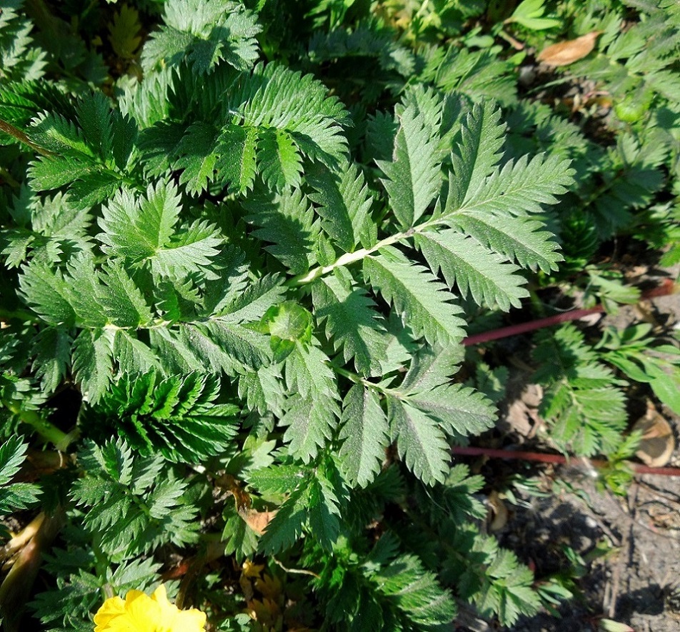 Image of Potentilla anserina specimen.