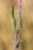 Potentilla recta ssp. pilosa