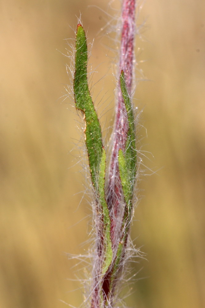 Image of Potentilla recta ssp. pilosa specimen.