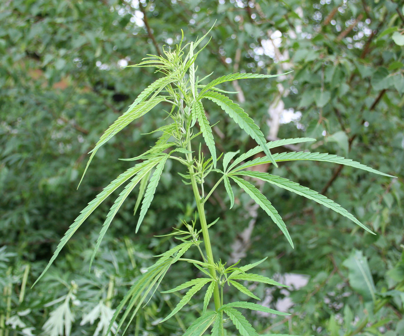 Изображение особи Cannabis sativa var. spontanea.