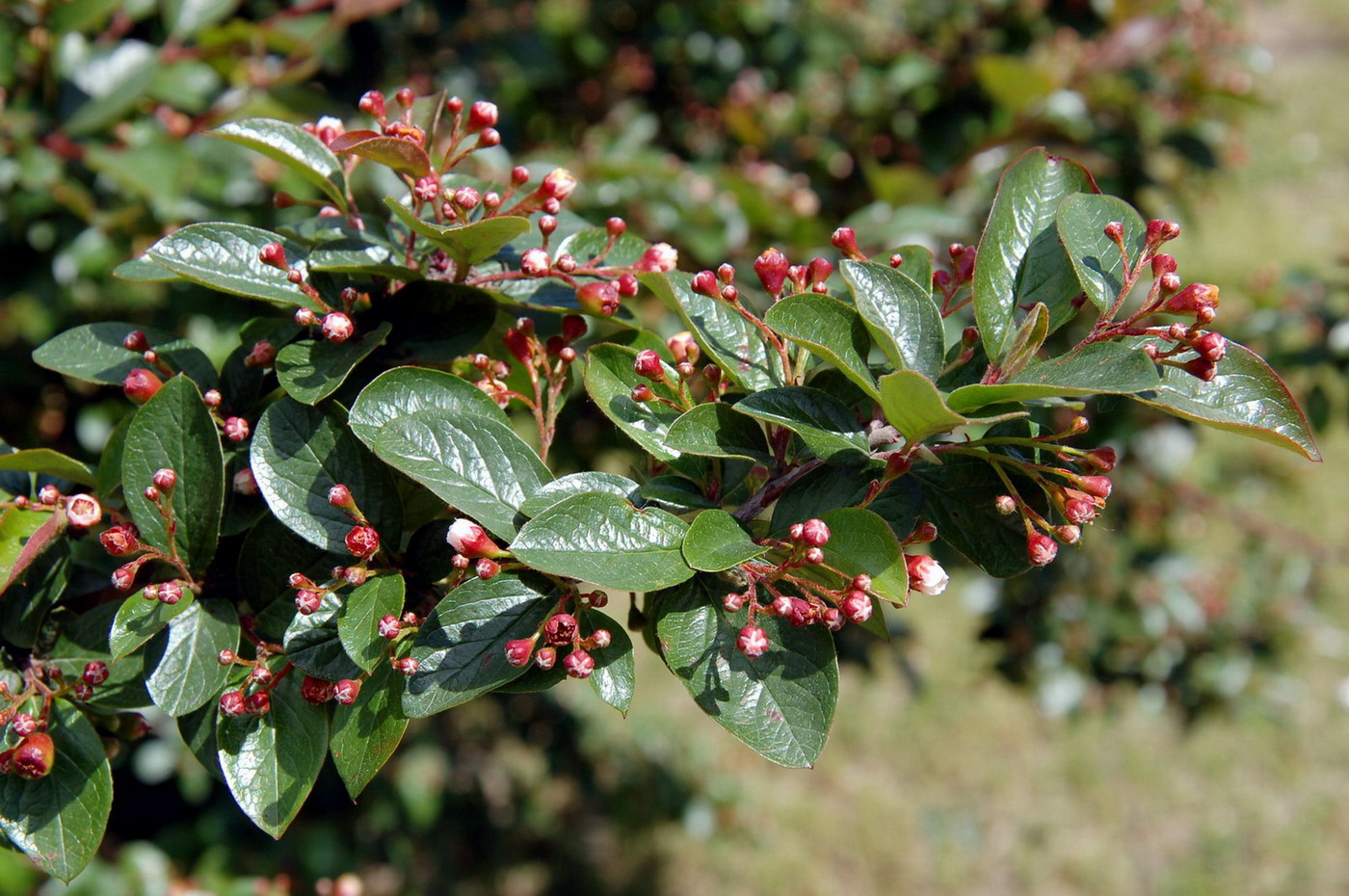 Image of Cotoneaster lucidus specimen.