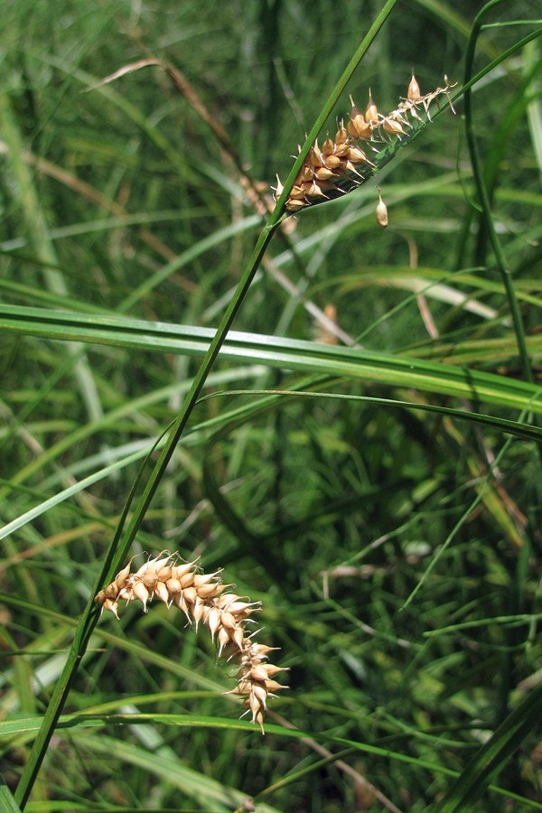 Изображение особи Carex vesicaria.