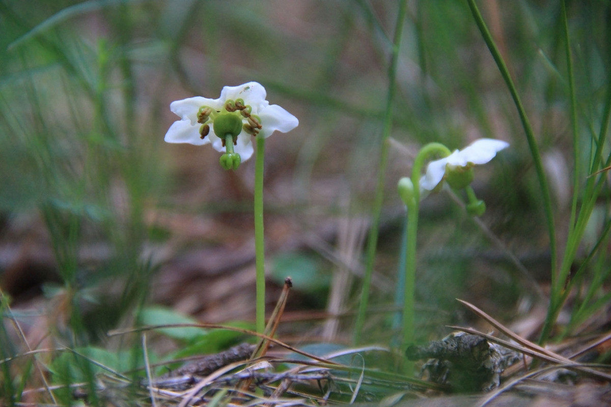 Image of Moneses uniflora specimen.