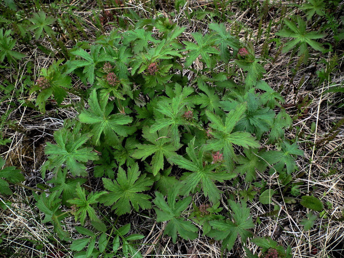 Image of Geranium sylvaticum specimen.