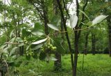 Sorbus sudetica