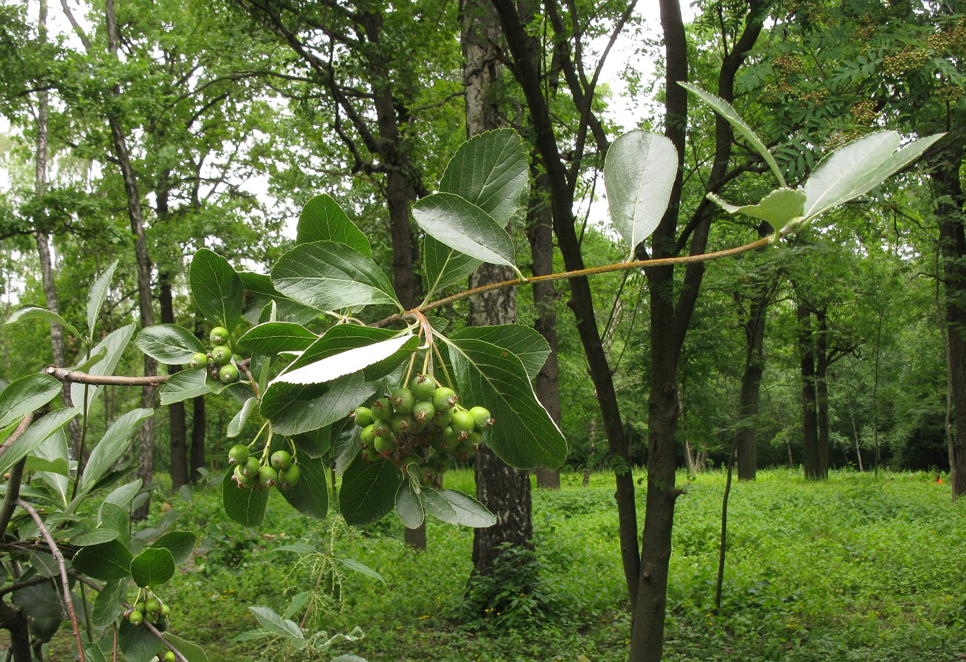 Image of Sorbus sudetica specimen.