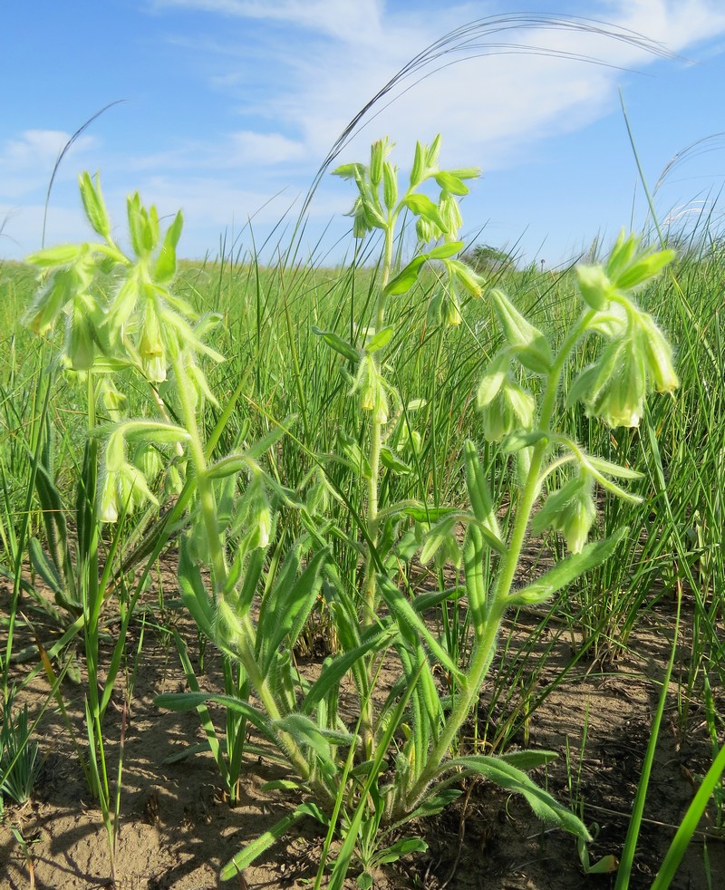Image of Onosma gmelinii specimen.