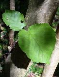 Corylus avellana