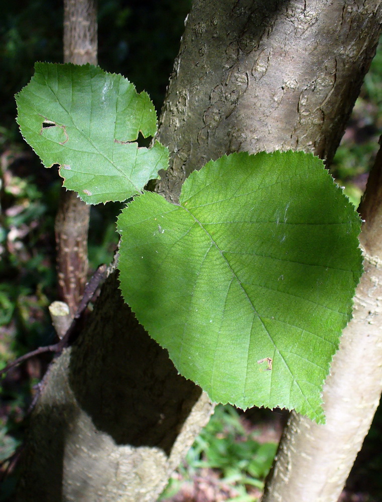 Image of Corylus avellana specimen.