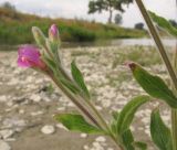 Epilobium villosum. Верхушка побега с соцветием. Краснодарский край, окр. г. Крымск, берег р. Адагум. 04.07.2014.