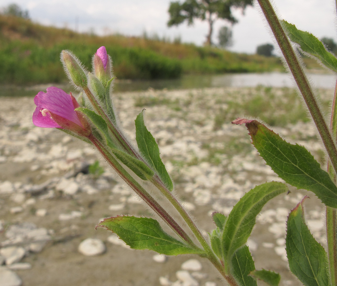 Изображение особи Epilobium villosum.