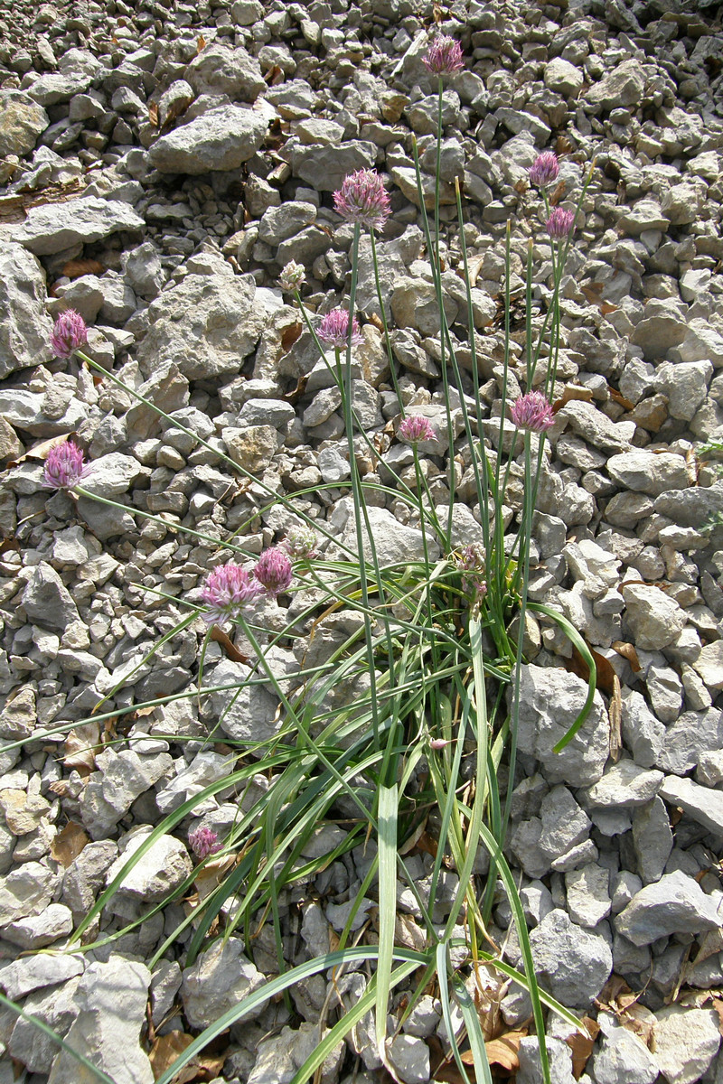 Изображение особи Allium nathaliae.