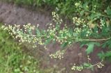 Thalictrum simplex. Соцветие (облиствено практически до верхушки). Архангельская обл., середина августа.