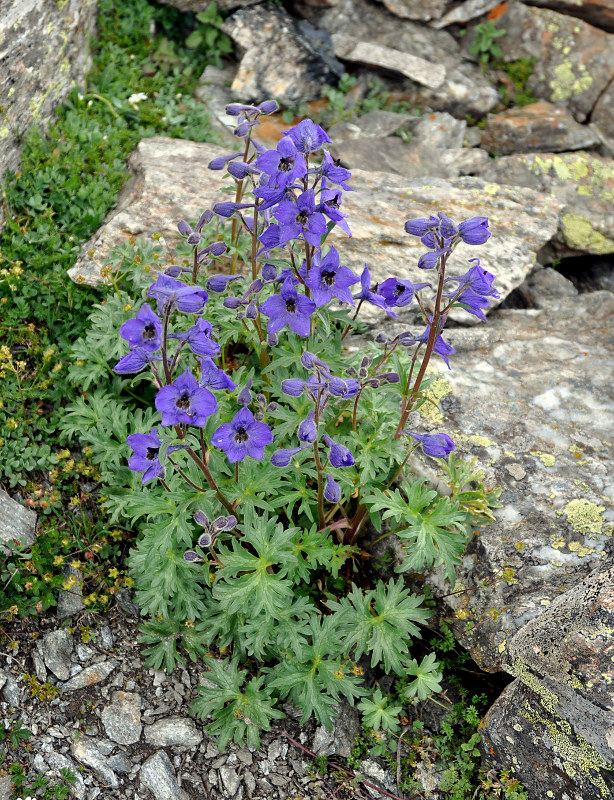 Image of Delphinium caucasicum specimen.