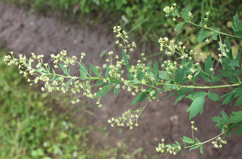 Image of Thalictrum simplex specimen.