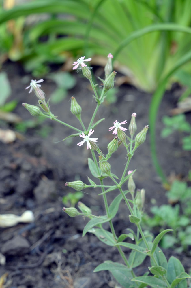 Изображение особи Silene ferganica.