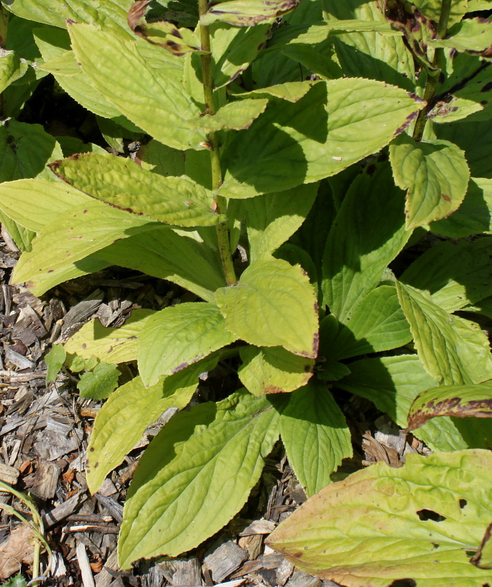 Image of Digitalis grandiflora specimen.