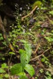 Veronica urticifolia