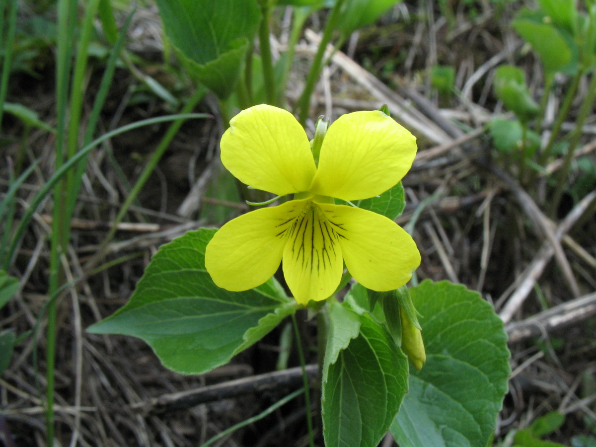 Image of Viola acutifolia specimen.