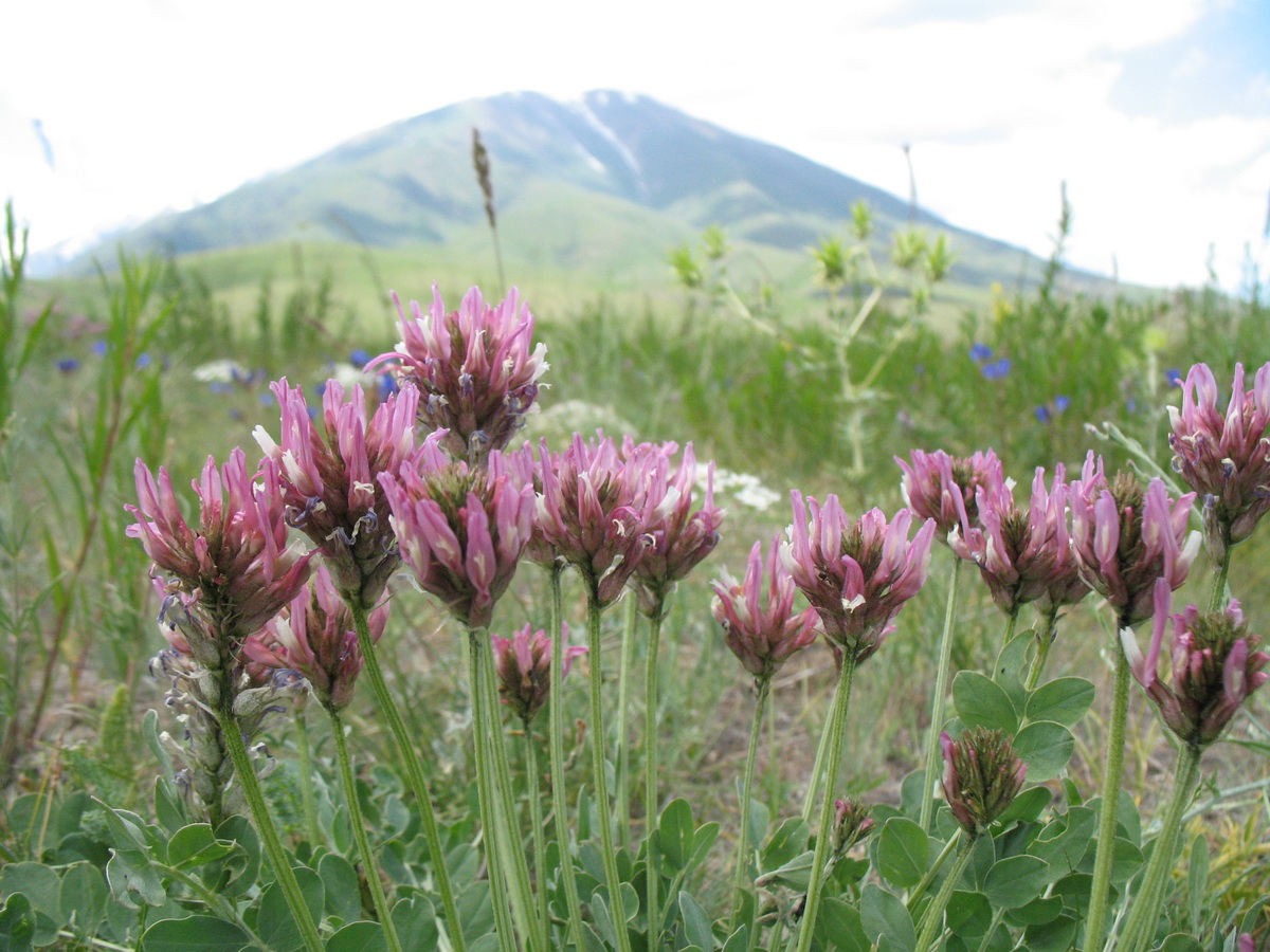 Изображение особи Astragalus platyphyllus.