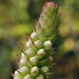 Orostachys malacophylla. Верхушка соцветия с бутонами. Приморский край, Уссурийский р-н, окр. с. Монакино, поляна в широколиственном лесу. 23.09.2014.