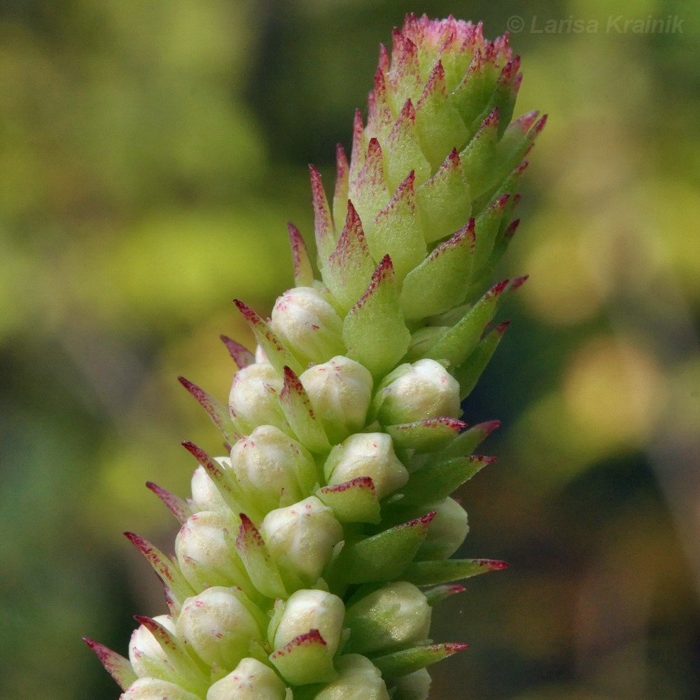Image of Orostachys malacophylla specimen.