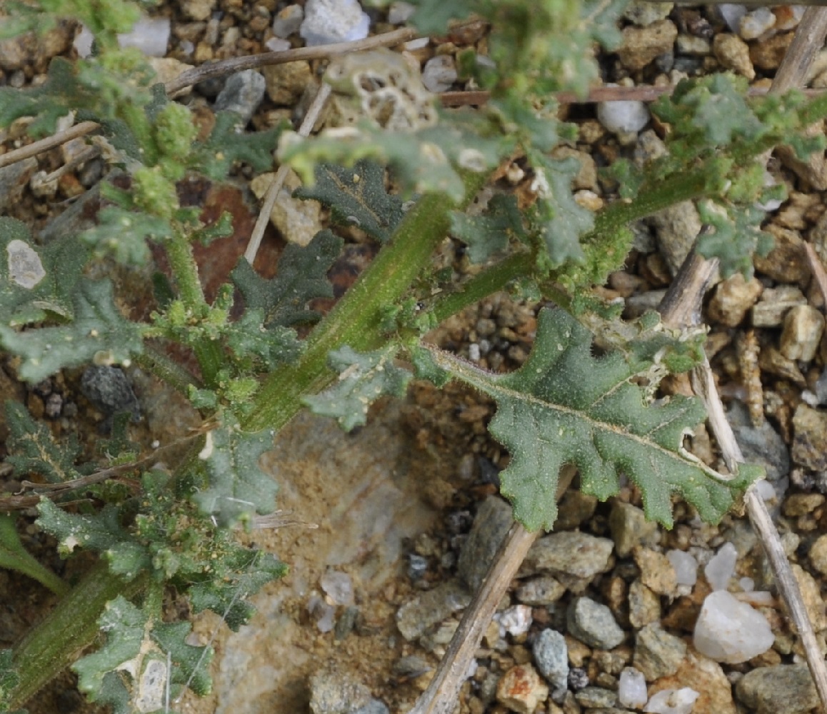 Image of Dysphania botrys specimen.