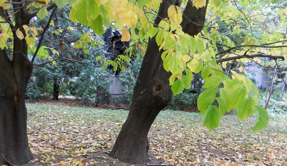 Image of Cladrastis kentukea specimen.