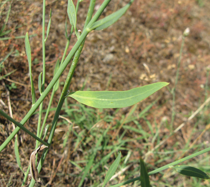 Image of Chondrilla latifolia specimen.