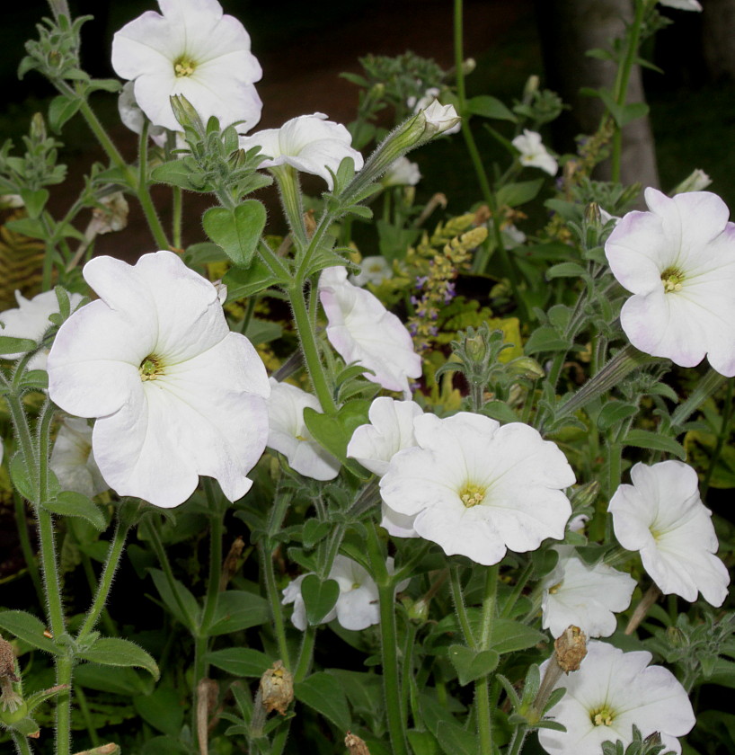 Изображение особи Petunia axillaris.