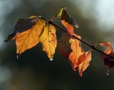 Euonymus europaeus. Побег с листьями в осенней окраске. Московская обл., Раменский р-н, окр. дер. Хрипань, садовый участок. 20.09.2014.