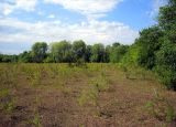 Spiraea crenata. Кустарники на лугу. Республика Татарстан, Бавлинский р-н. 30.07.2009.