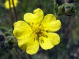 Potentilla pedata