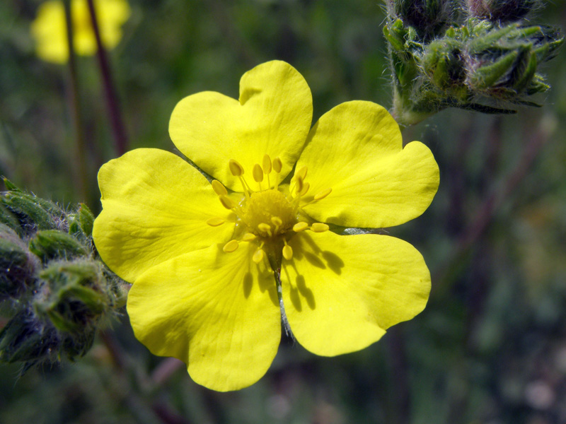 Изображение особи Potentilla pedata.