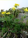Anemonastrum speciosum
