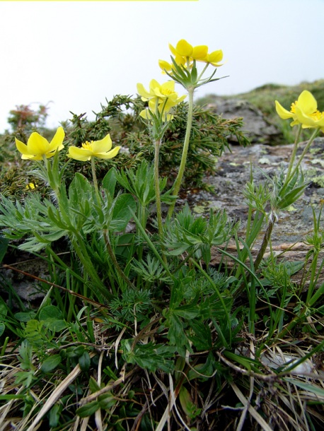 Изображение особи Anemonastrum speciosum.