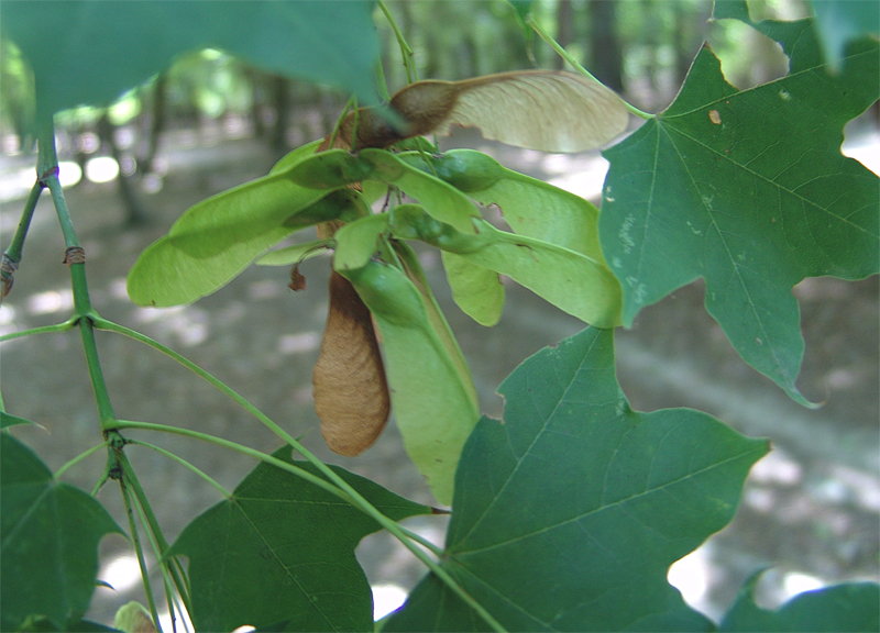 Image of Acer cappadocicum specimen.