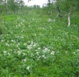 Anemonastrum biarmiense. Цветущие растения в берёзовом редколесье. Свердловская обл., Ивдельский ГО, хребет Молебный камень. 21.07.2009.