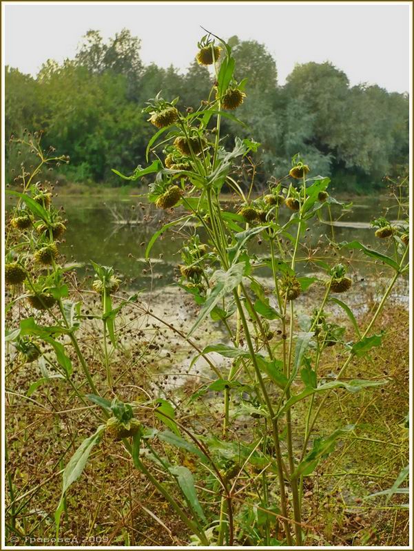 Image of Bidens cernua specimen.