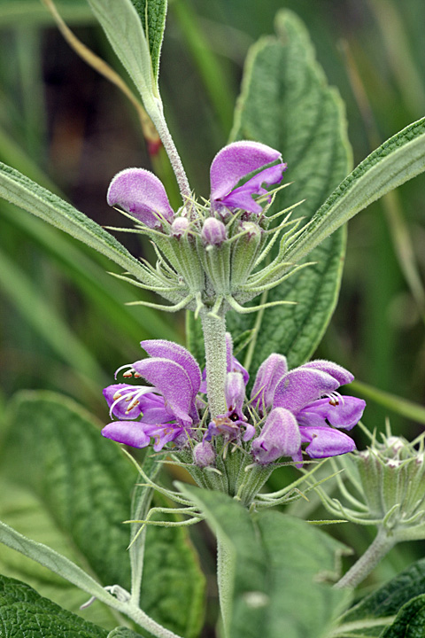 Image of Phlomis regelii specimen.