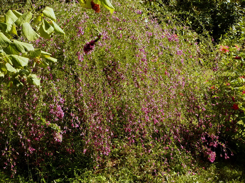 Изображение особи Lespedeza thunbergii.