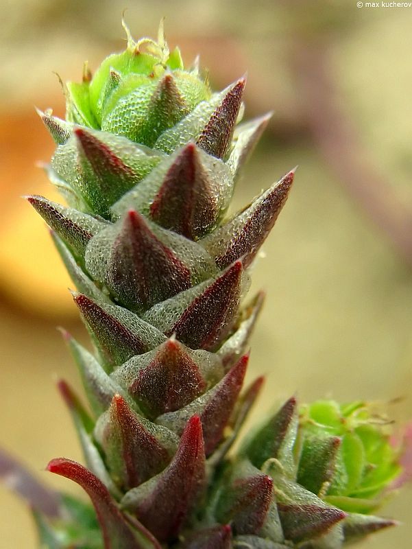 Image of Corispermum hyssopifolium specimen.