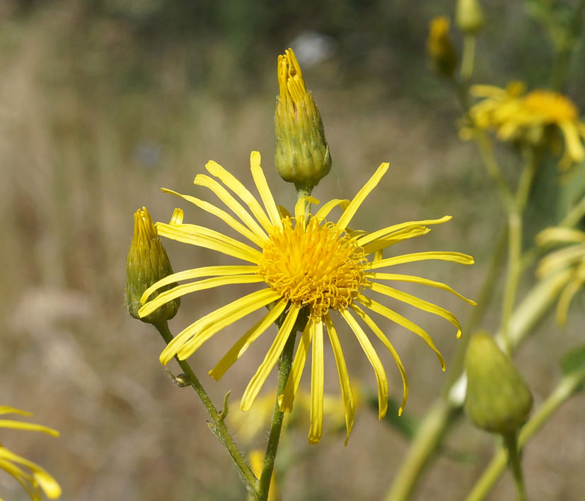 Изображение особи Inula macrophylla.