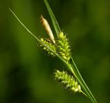 Carex pallescens. Верхушка плодоносящего растения. Московская обл., Раменский р-н, окр. ж.-д. платформы Хрипань, просека под ЛЭП. 07.06.2015.