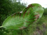Salix cinerea
