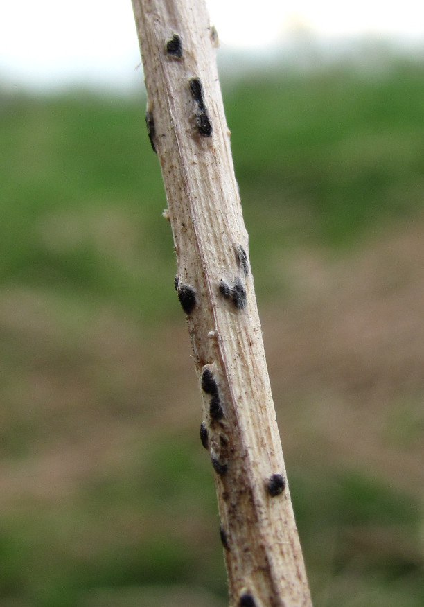 Image of Humulus lupulus specimen.