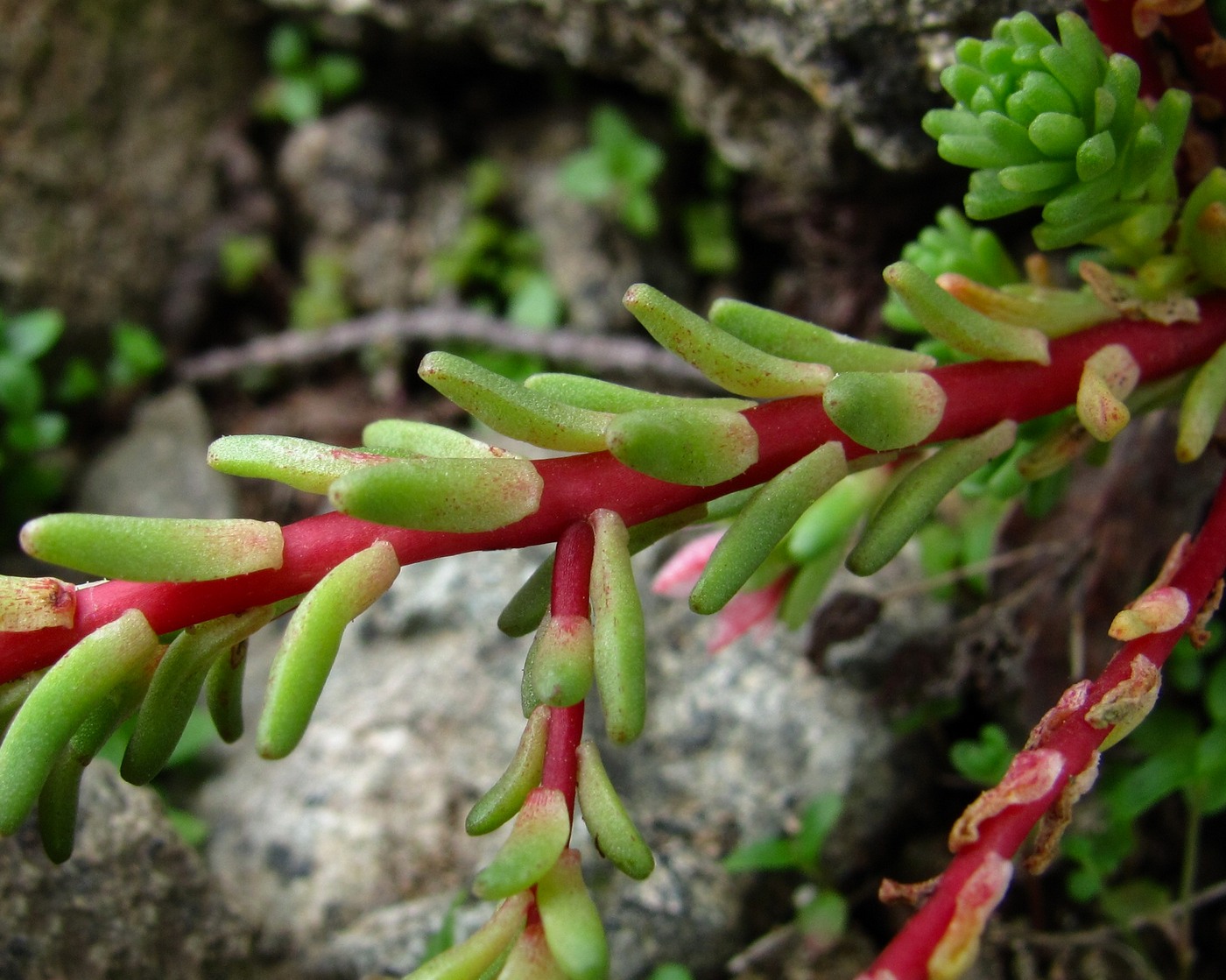 Image of Sedum tenellum specimen.